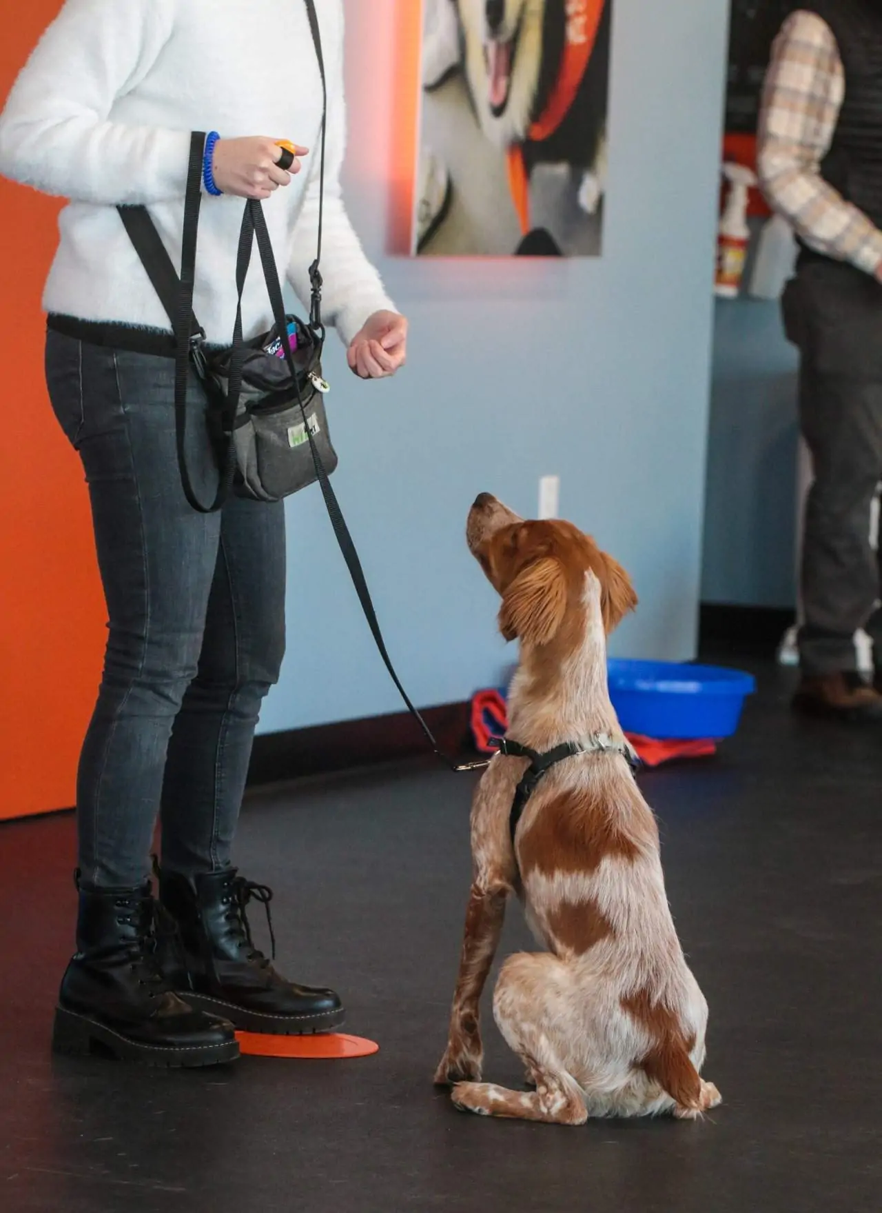 Puppy training class at Zoom Room in Clifton Park, NY.