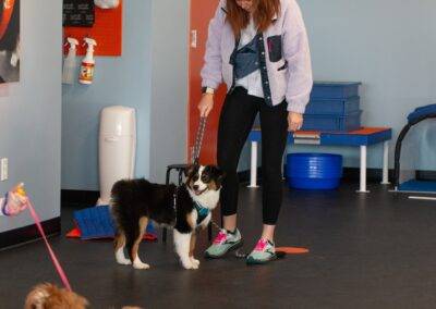 Australian Shepheard puppy at a training class at Zoom Room in Clifton Park, NY