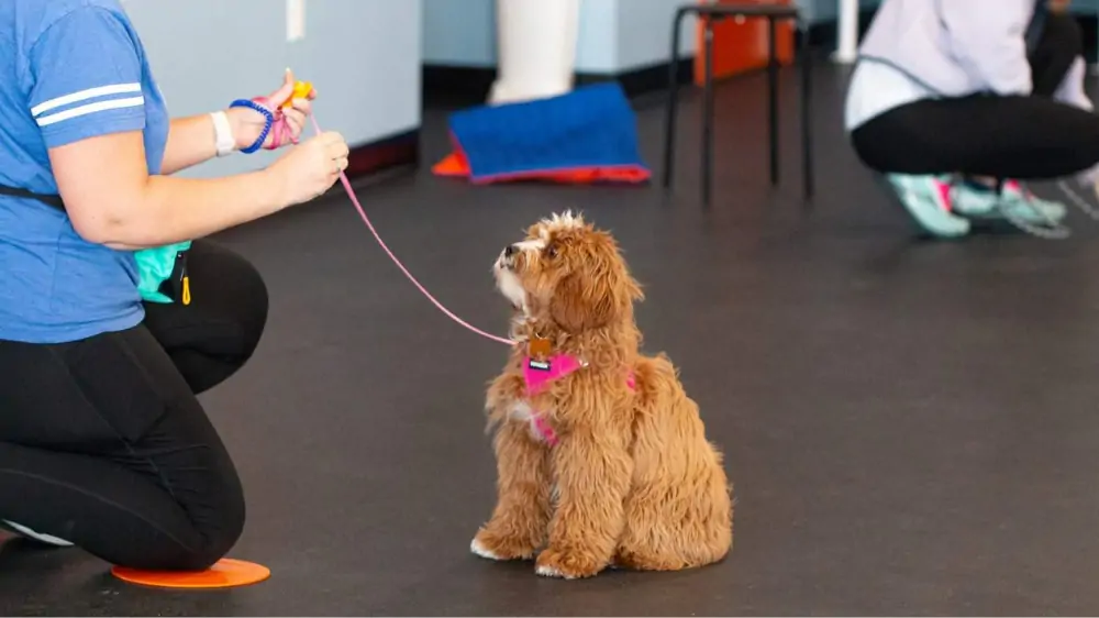 Puppy training class at Zoom Room in Clifton Park, NY.